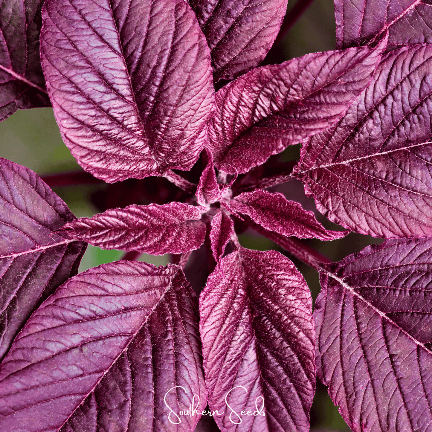 Midnight Red Amaranth – 250 Seeds