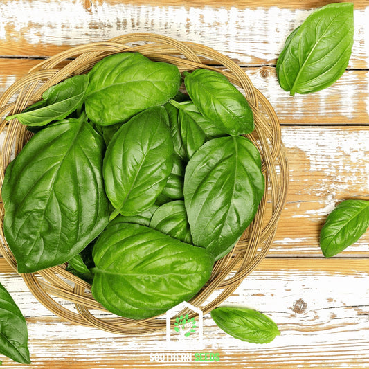 Italian Large Leaf Basil – 250 Seeds