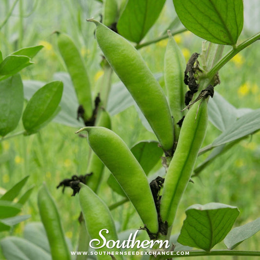 Henderson Lima Bean (Pole) – 15 Seeds