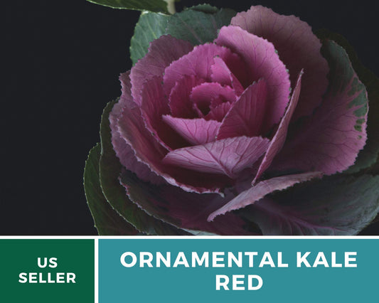 Red Ornamental Cabbage – 10 Seeds