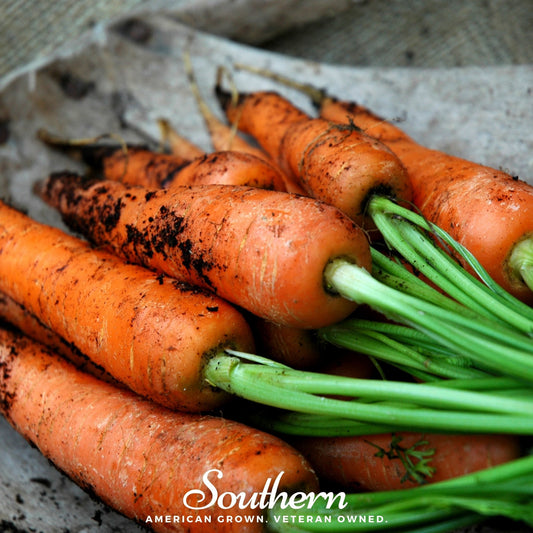 Danvers Carrot – 250 Seeds