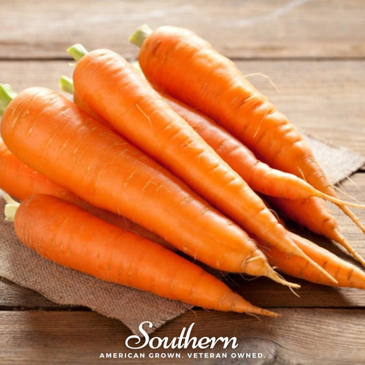 Scarlet Nantes Carrot – 250 Seeds