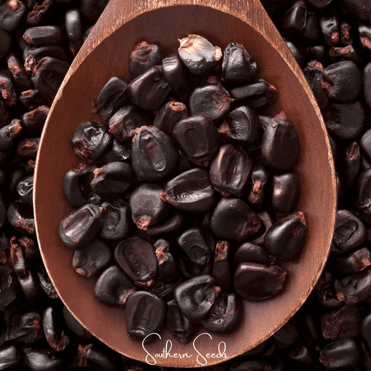 Morado Montana Maize Corn – 25 Seeds