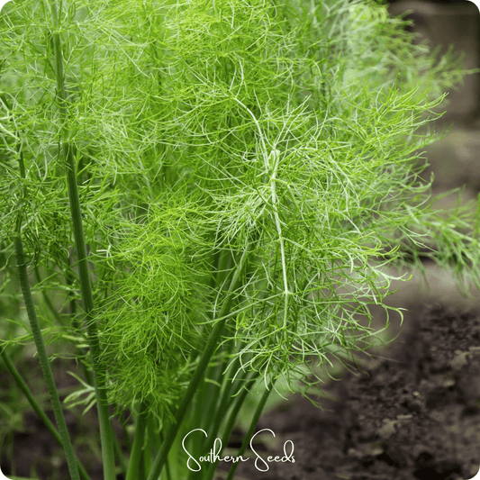 Grosfruchtiger Fennel – 200 Seeds