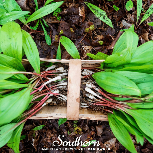 Wild Leek (Ramps) – 10 Seeds