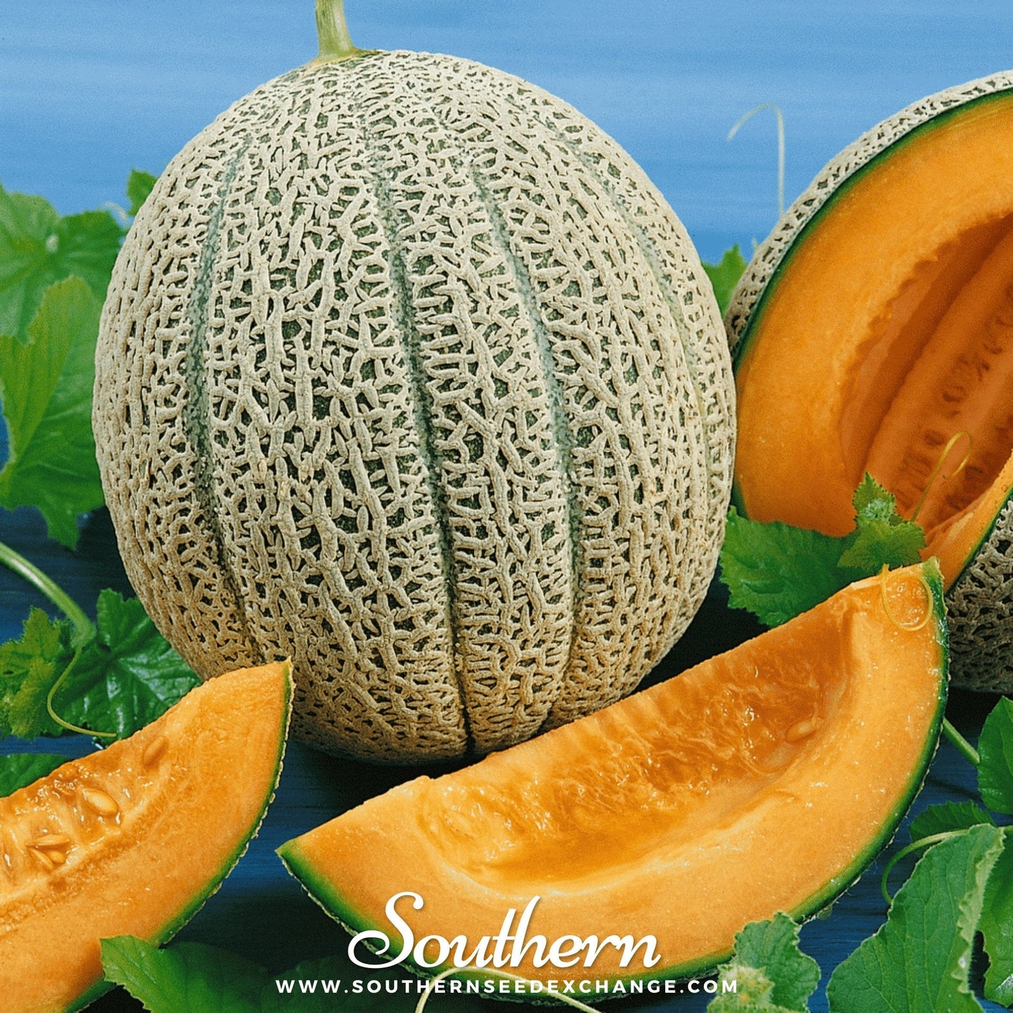 Hales Best Jumbo Cantaloupe – 50 Seeds
