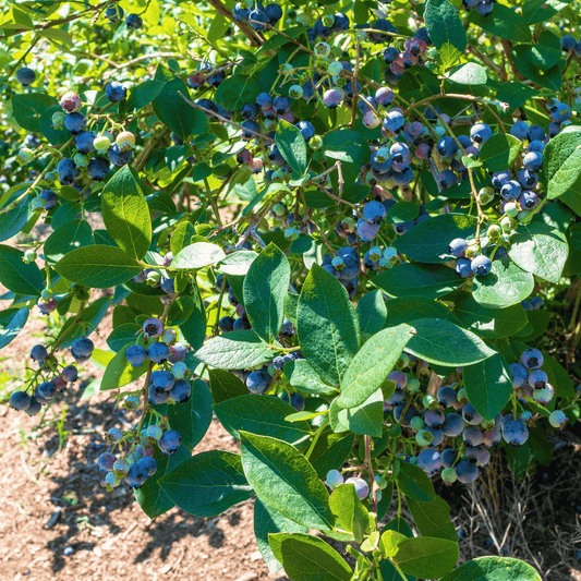 Northern Highbush Blueberry – 50 Seeds