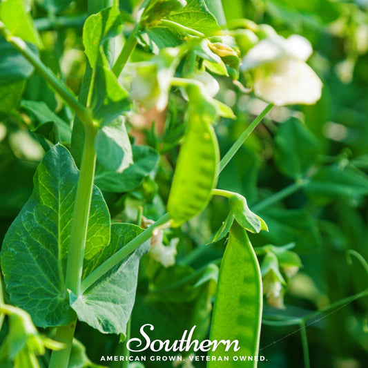 Sugar Daddy Peas – 20 Seeds