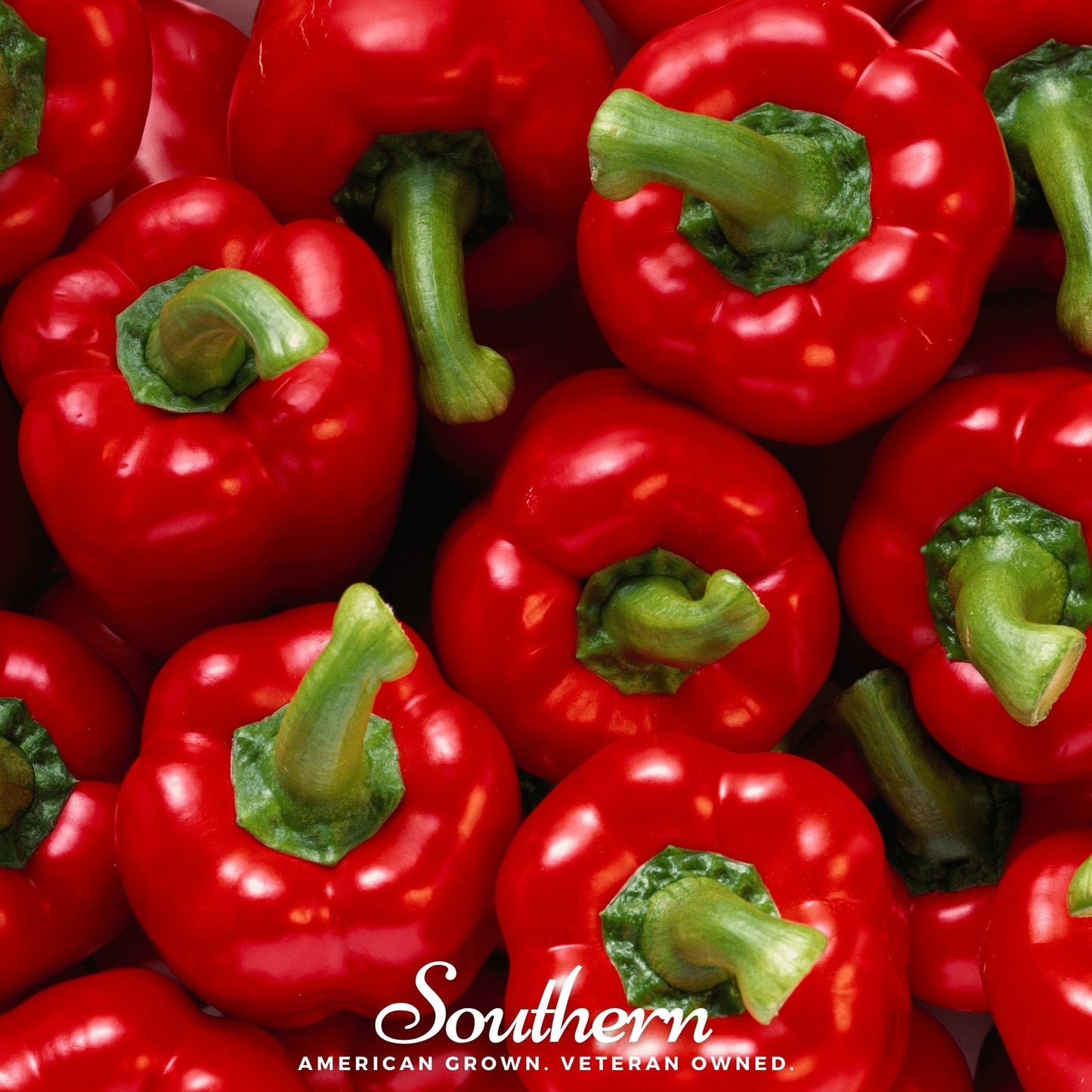 Big Red Sweet Bell Pepper – 30 Seeds