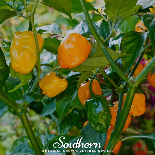 Orange Habanero Pepper – 30 Seeds