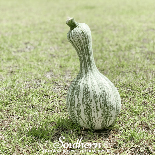 Cushaw Green Striped Pumpkin – 25 Seeds