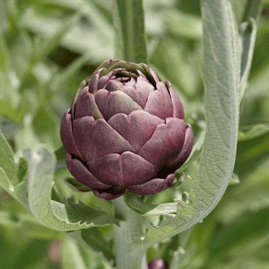 Purple Romagna Artichoke – 25 Seeds