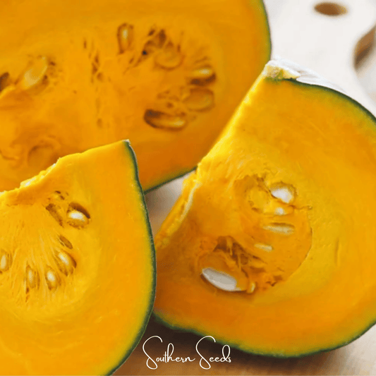 Black Forest Kabocha Squash – 10 Seeds