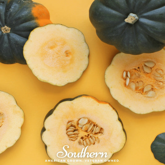 Table King Acorn Winter Squash – 20 Seeds