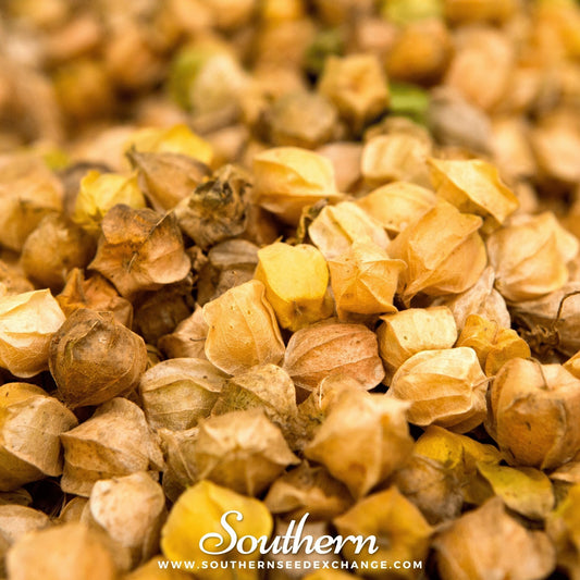 Husk Cherry Tomatillo – 20 Seeds