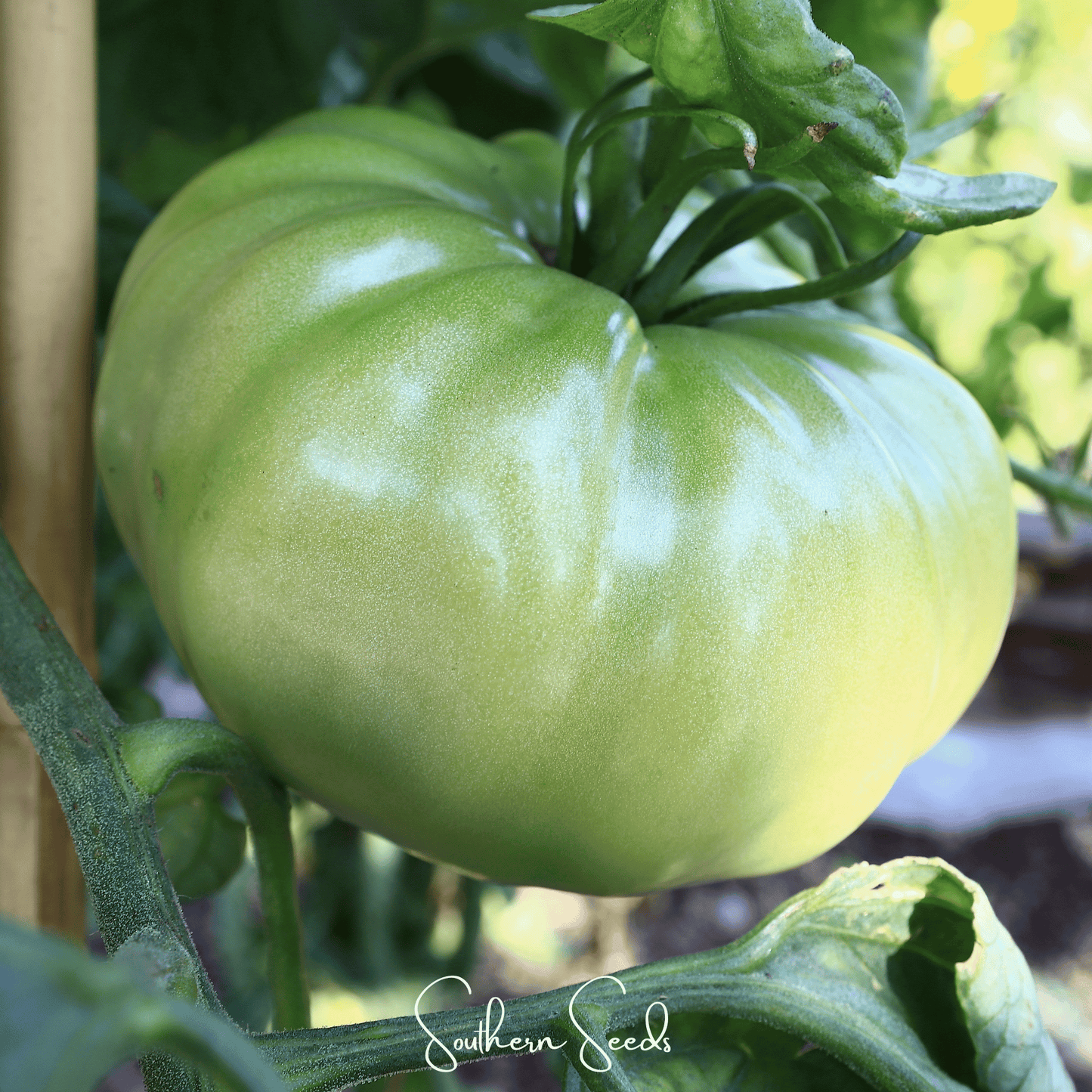 Evergreen Tomato – 50 Seeds