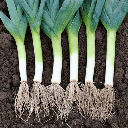 American Flag Leek – 200 Seeds