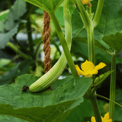 Armenian Yard-Long Cucumber – 30 Seeds