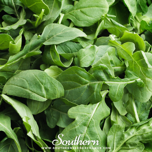 Roquette Arugula – 200 Seeds