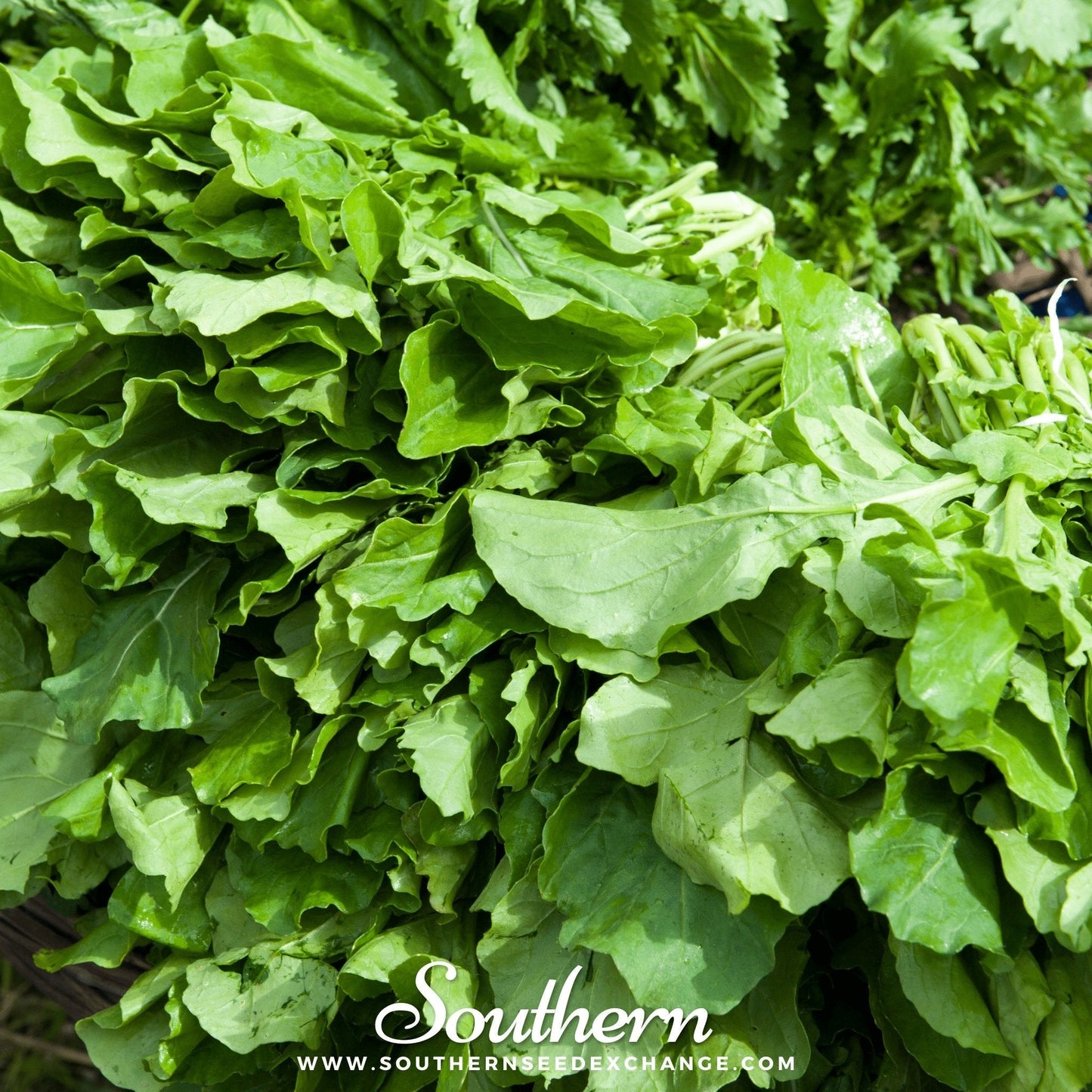 Roquette Arugula – 200 Seeds