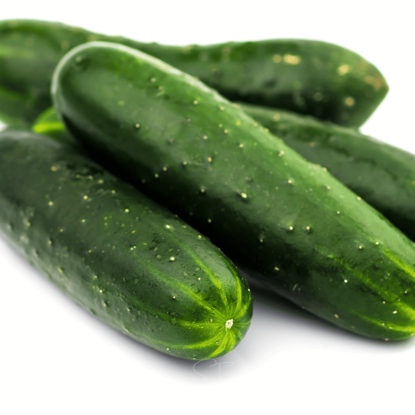 Ashley Cucumber – 30 Seeds