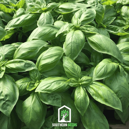 Italian Large Leaf Basil – 250 Seeds