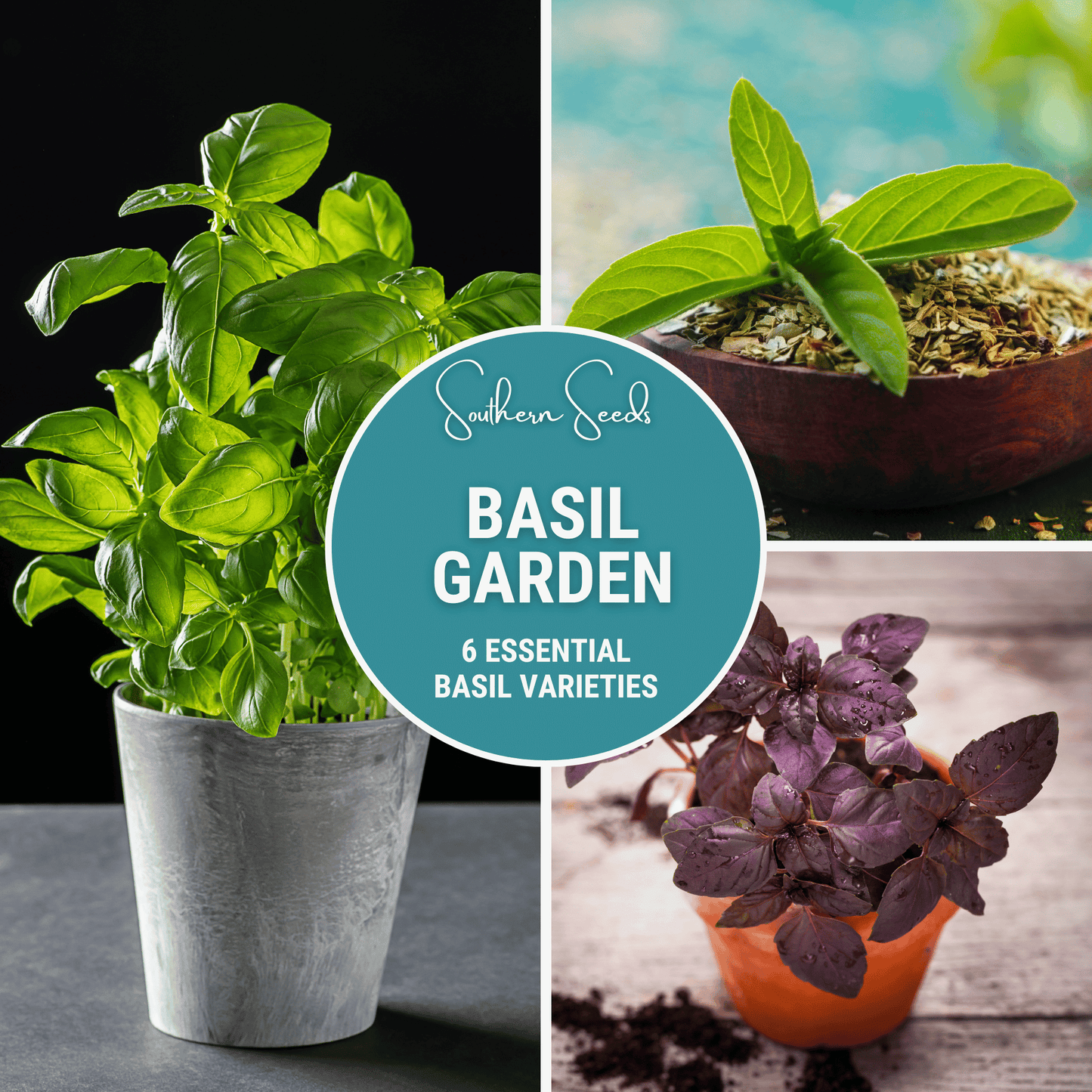 Basil Seed Collection – 6 Varieties