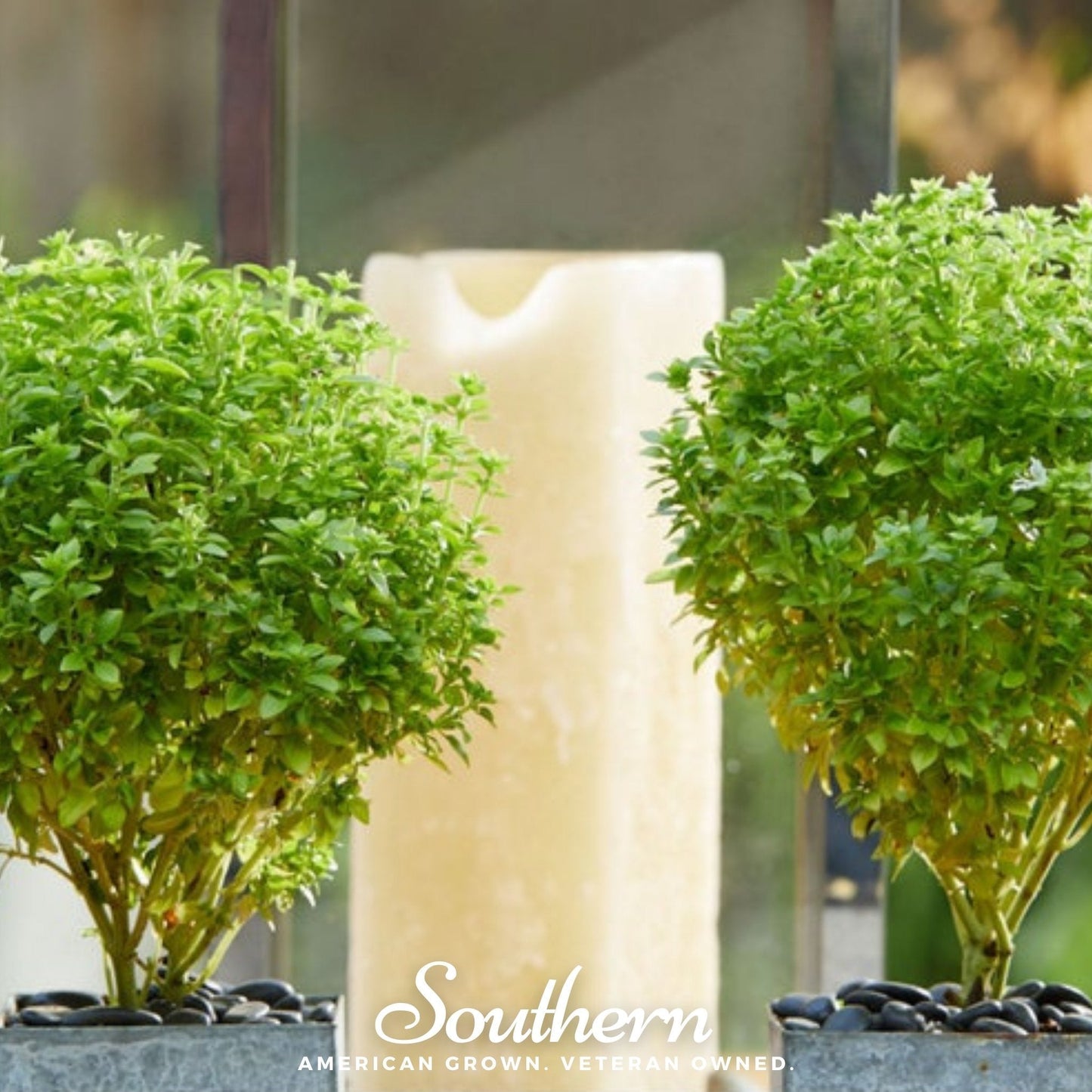 Spicy Globe Basil – 250 Seeds