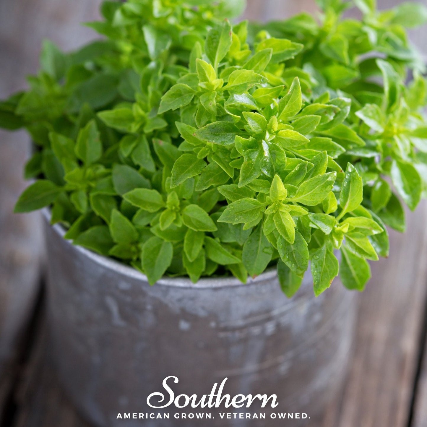 Spicy Globe Basil – 250 Seeds