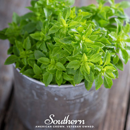 Spicy Globe Basil – 250 Seeds