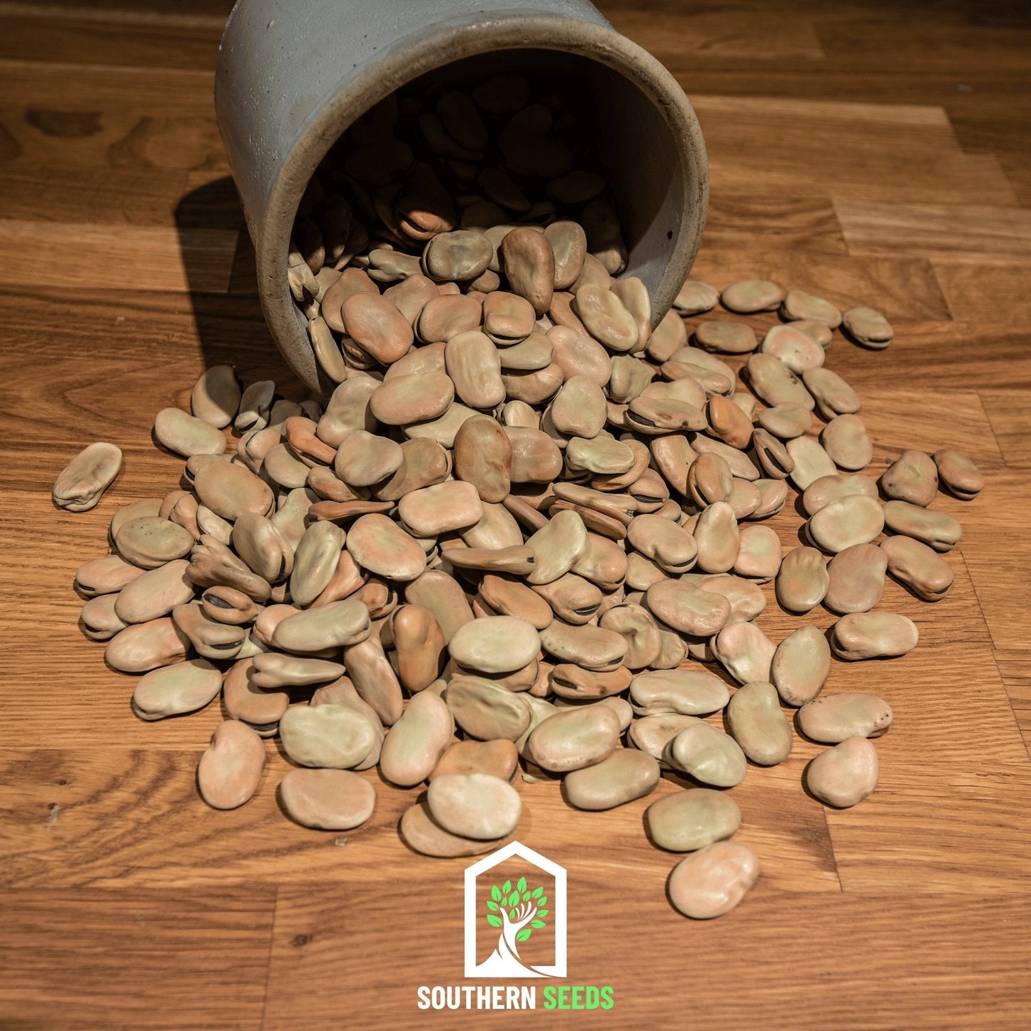 Broad Windsor Fava Bean – 10 Seeds