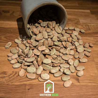 Broad Windsor Fava Bean – 10 Seeds