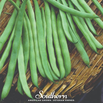 Kentucky Wonder Bean (Pole) – 50 Seeds