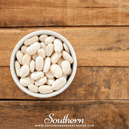 Henderson Lima Bean (Pole) – 15 Seeds