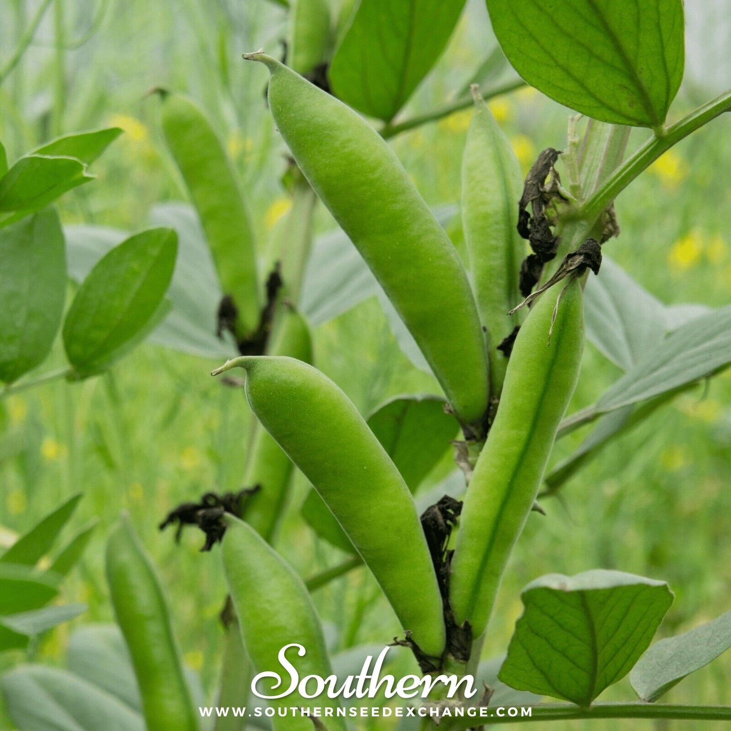 Henderson Lima Bean (Pole) – 15 Seeds