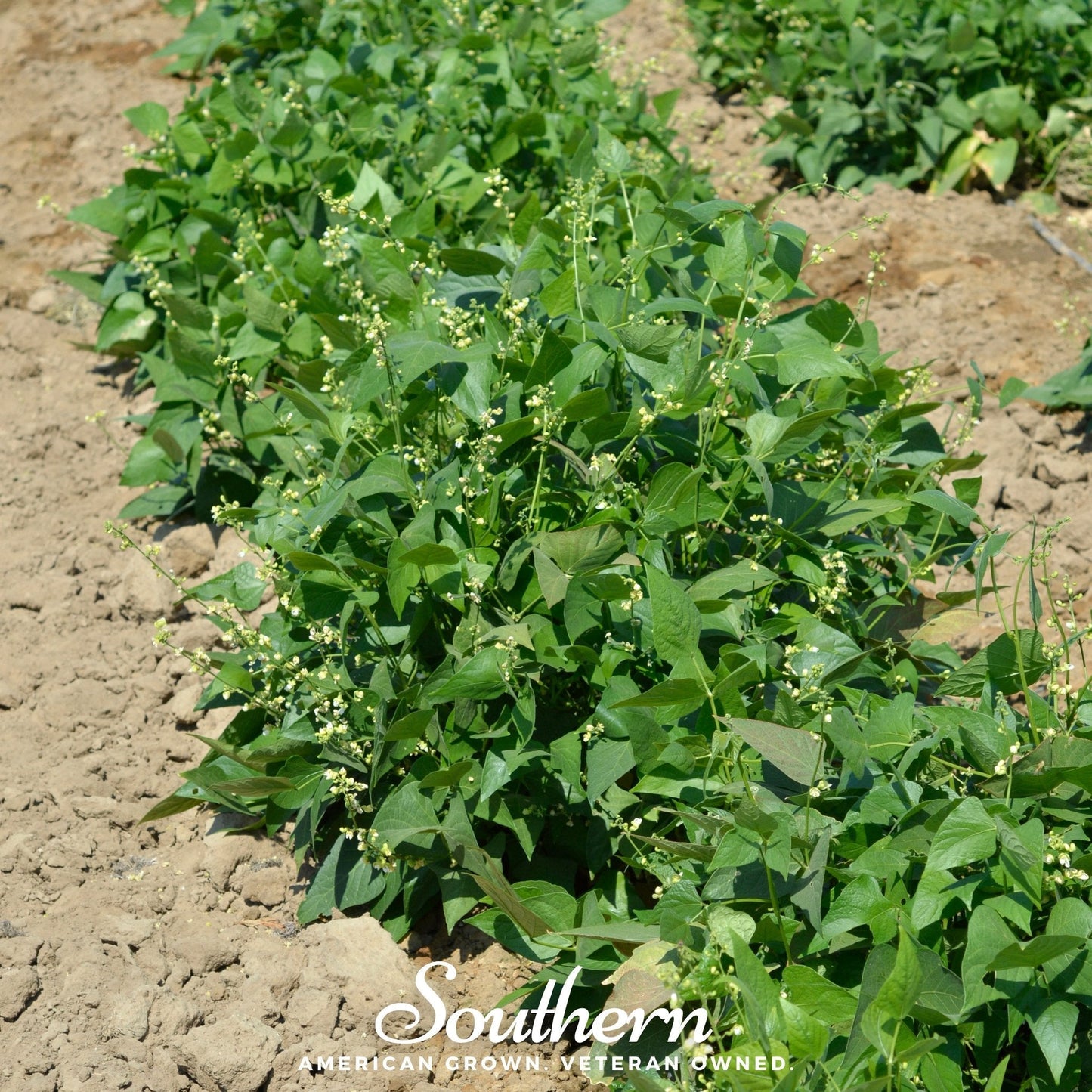 White Dixie Butterpeas Lima Bean (Bush) – 15 Seeds