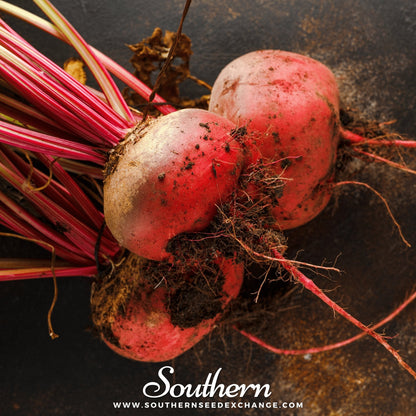 Chioggia Beet – 100 Seeds