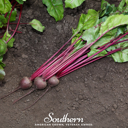Detroit Dark Red Beet – 200 Seeds