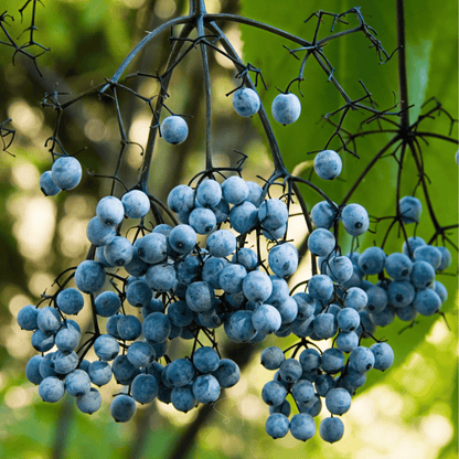 Blue Elderberry – 50 Seeds