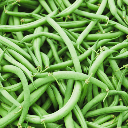 Blue Lake Bean (Pole) – 50 Seeds