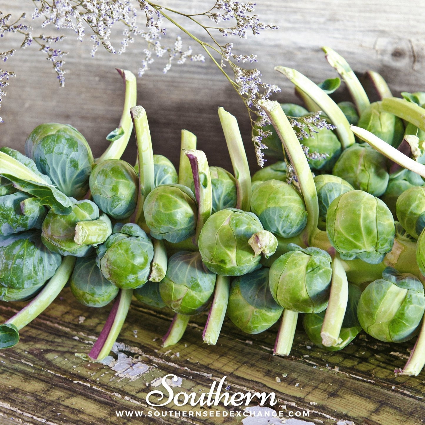 Catskill Brussels Sprouts – 250 Seeds