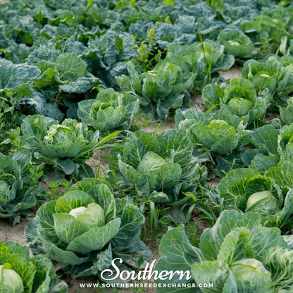 Brunswick Cabbage – 100 Seeds
