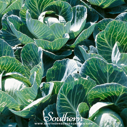 Copenhagen Market Cabbage – 100 Seeds