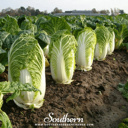 Napa Michihili Heading Cabbage – 100 Seeds