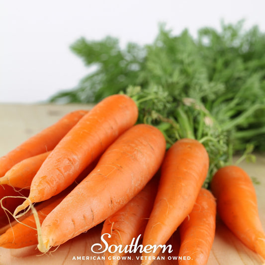 Danvers Carrot – 250 Seeds