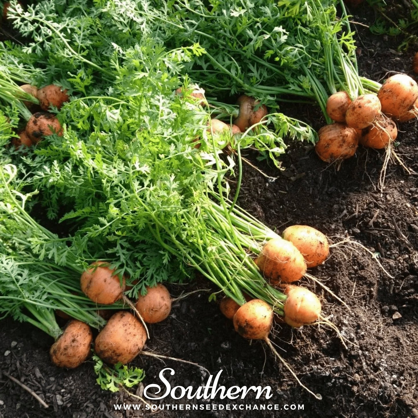 Parisian Carrot – 250 Seeds