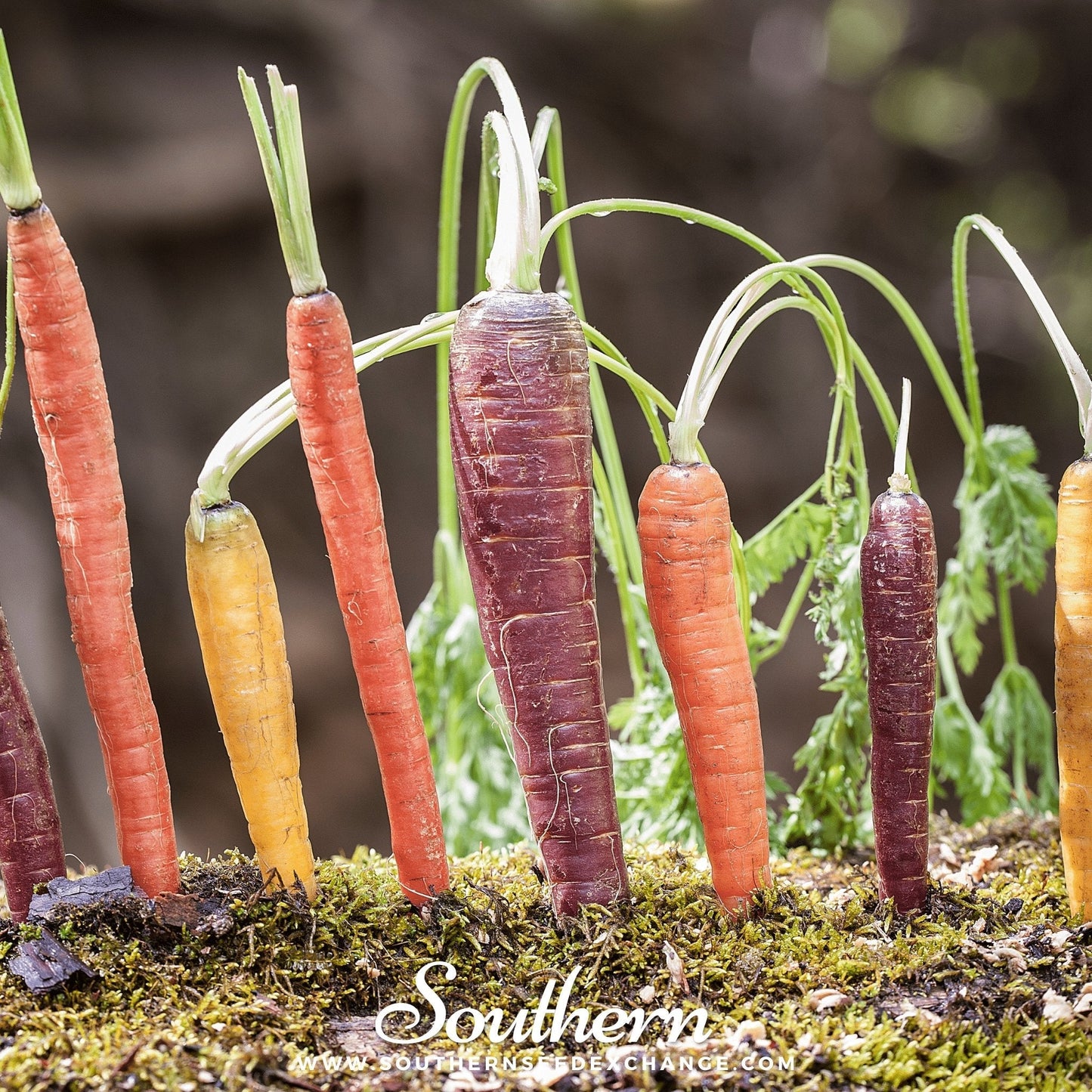 Rainbow Carrot – 100 Seeds