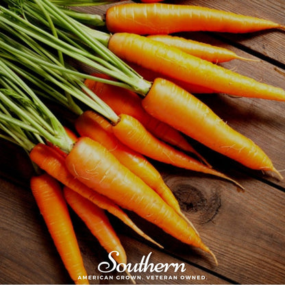 Scarlet Nantes Carrot – 250 Seeds