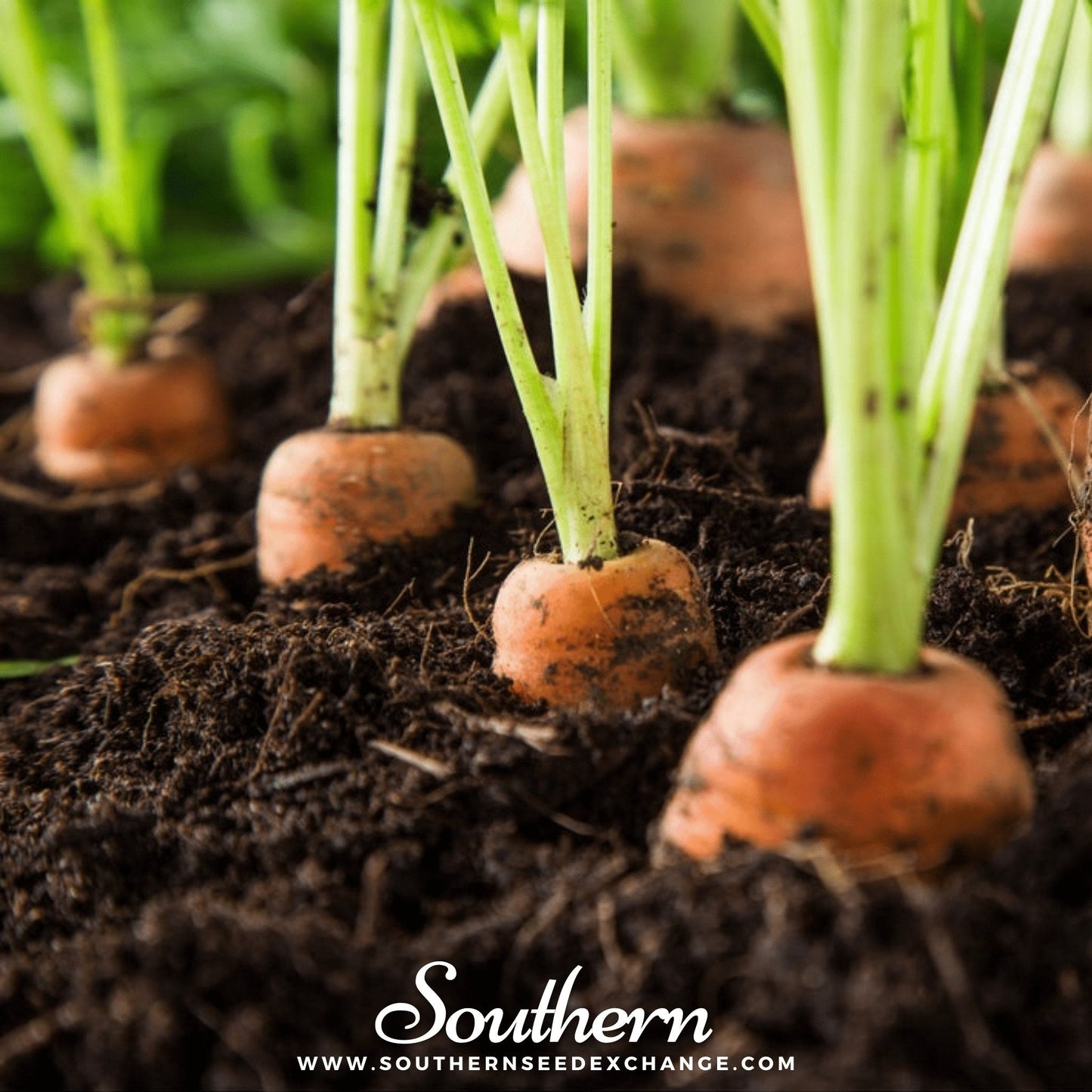 Tendersweet Carrot – 250 Seeds