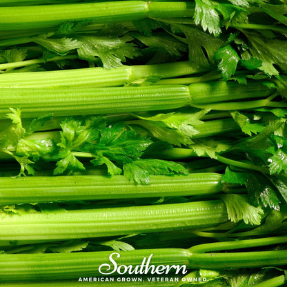 Tendercrisp Celery – 300 Seeds